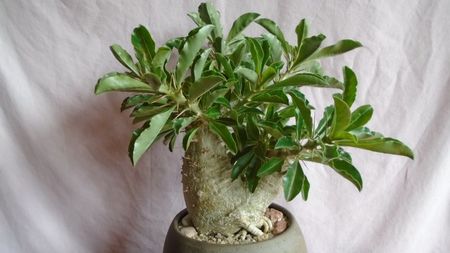 Pachypodium lealii ssp. saundersii