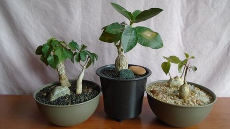 Diverse varietati de Ficus