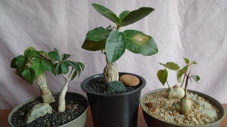 Diverse varietati de Ficus