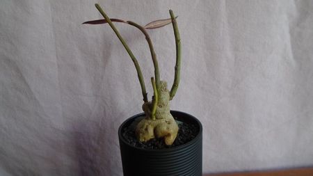 Monadenium rubellum (Euphorbia neorubella)