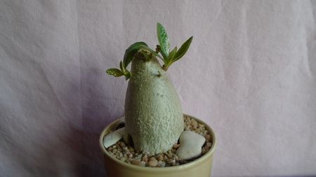 Adenium arabicum cv. Tiny Ding-Dong