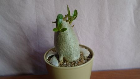 Adenium arabicum cv. Tiny Ding-Dong