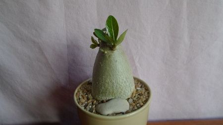 Adenium arabicum cv. Tiny Ding-Dong