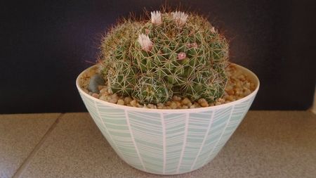 Mammillaria (Dolichothele) decipiens