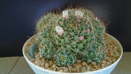 Mammillaria (Dolichothele) decipiens