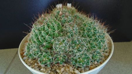 Mammillaria (Dolichothele) decipiens