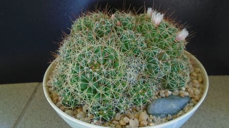 Mammillaria (Dolichothele) decipiens