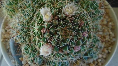 Mammillaria (Dolichothele) decipiens