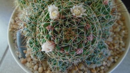 Mammillaria (Dolichothele) decipiens