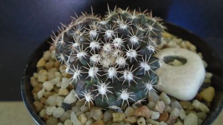 Mammillaria nivosa - originară din Caraibe