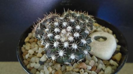 Mammillaria nivosa - originară din Caraibe