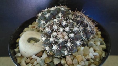 Mammillaria nivosa - originară din Caraibe