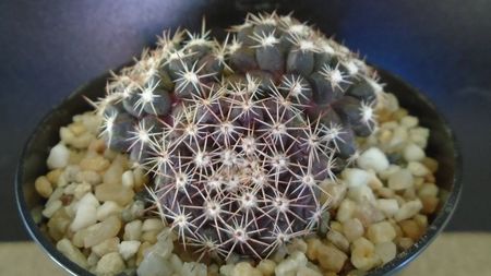 Mammillaria nivosa - originară din Caraibe