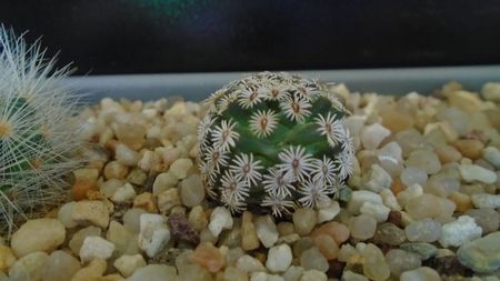 Mammillaria hernandezii (cryptocarpic, series Longiflorae)