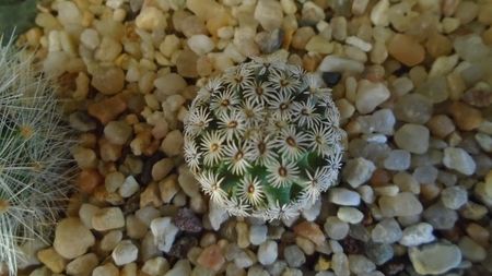 Mammillaria hernandezii (cryptocarpic, series Longiflorae)