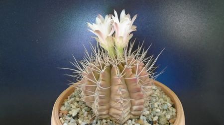 Gymnocalycium mihanovichii