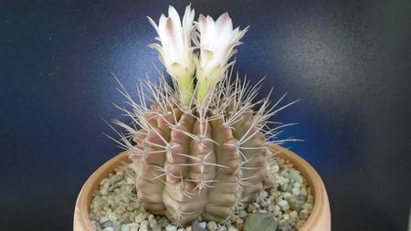 Gymnocalycium mihanovichii