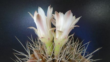 Gymnocalycium mihanovichii