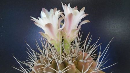 Gymnocalycium mihanovichii