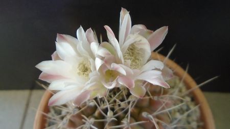 Gymnocalycium mihanovichii