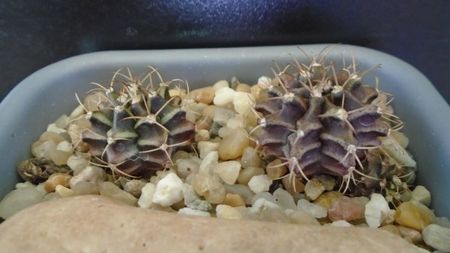 Gymnocalycium mihanovichii v. stenogonum (2 ex.)