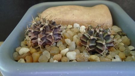 Gymnocalycium mihanovichii v. stenogonum (2 ex.)