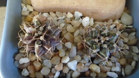 Gymnocalycium mihanovichii v. stenogonum (2 ex.)