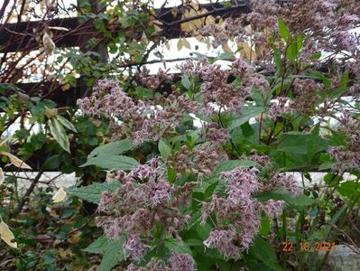 eupatorium Purple Blush