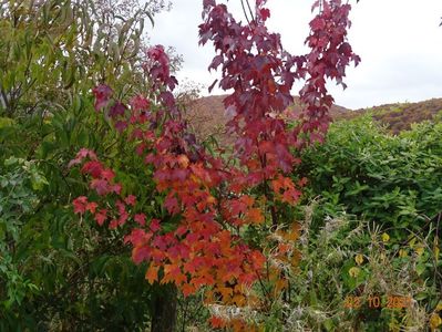 acer October Glory