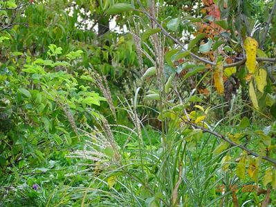 miscanthus Herman Mussel