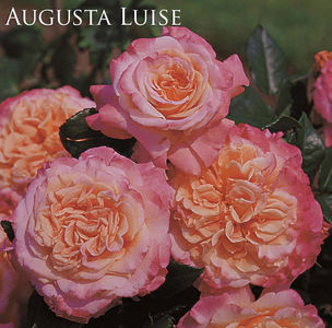 Augusta Luise (tufa)