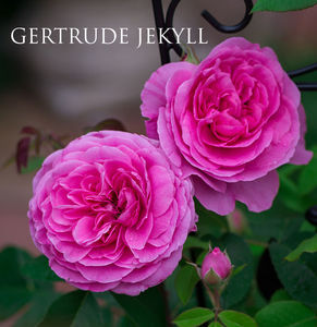 Gertrude Jekyll (urcator)