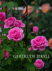 Gertrude Jekyll (Urcator) 70; Parfum puternic. Inflorire repetata tot sezonul. Inaltime 150-300 cm
