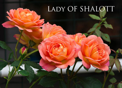 Lady of Shalot (Tufa)