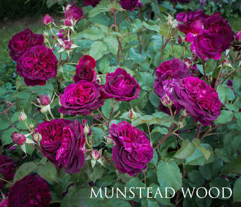 Munstead Wood (tufa)