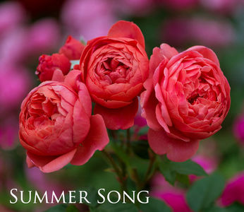 Summer Song (Tufa)