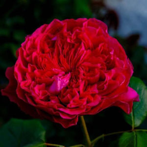 Alain Souchon (Tufa) 60; Meilland 2005
Dezvolta o tufa frumoasa, cu flori mari, 12-12 cm, foarte pline, foarte parfumate, de culoare rosu cardinal.
Un trandafir multimedaliat pentru parfumul deosebit.
120 -150cm
