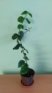 Jasmin Sambac Maid of Orleans (45); Planta tanara viguroasa, inradacinata in ghiveci de cca 9 cm - 45 Lei
