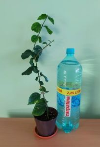 Jasmin Sambac; Pet-ul de apa de 2, 5 Litri este pentru a va da seama de dimensiunea plantei.
