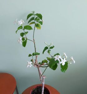 Flori de Jasmin Sambac; Asa va inflori planta.
