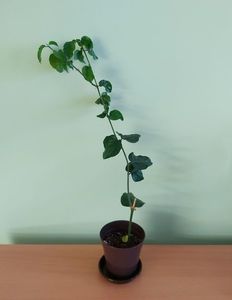 Jasmin Sambac Maid of Orleans (45); Planta tanara viguroasa, inradacinata in ghiveci de cca 9 cm - 45 Lei.
