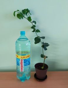 Sasmins Sambac; Pet-ul de apa de 2, 5 Litri este pentru a va da seama de dimensiunea plantei.
