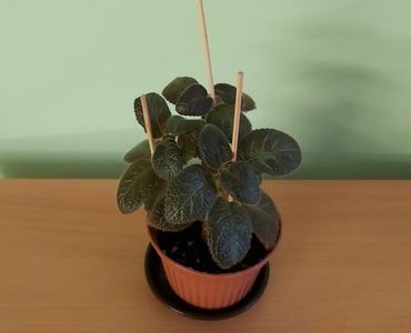 Episcia Pinkiscia (15) -rez C; Plantuta tanara, inradacinata in ghiveci de cca 8 cm - 15 Lei.
