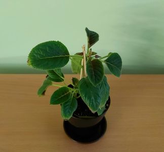 Sinningia Luci.s My Beauty (20); Plantuta tanara, inradacinata in ghiveci de cca 7 cm - 20 Lei.
