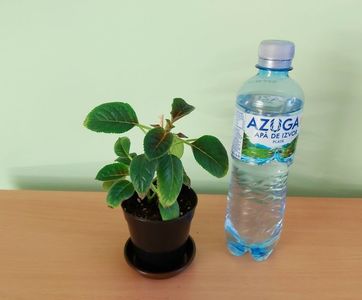 Sinningia Luci.s My Beauty; Pet-ul de apa de 500 ml este pentru a va da seama de dimensiunea plantutei.

