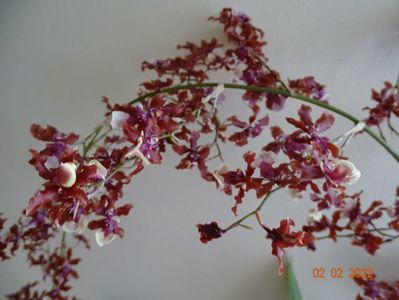 oncidium Sharry Baby Sweet Chocolate