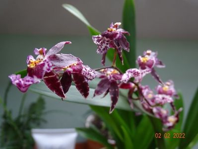 oncidium Holm's Wizard pink