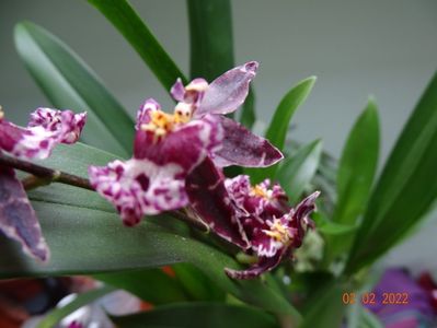 oncidium Holm's Wizard pink