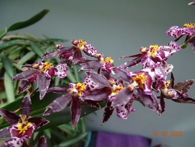 oncidium Holm's Wizard pink