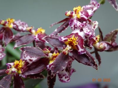 oncidium Holm's Wizard pink